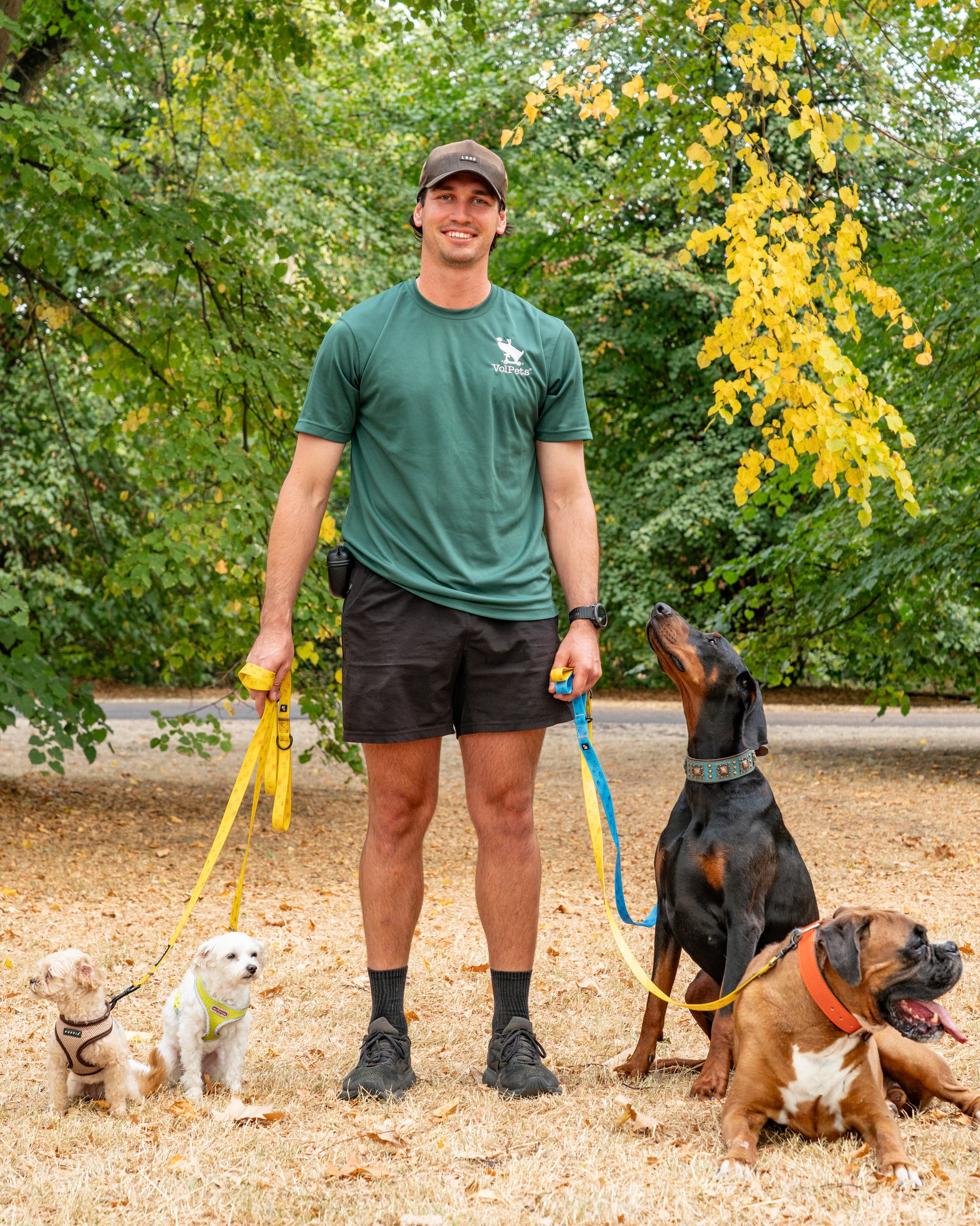 Four happy Volpets dogs together in the park