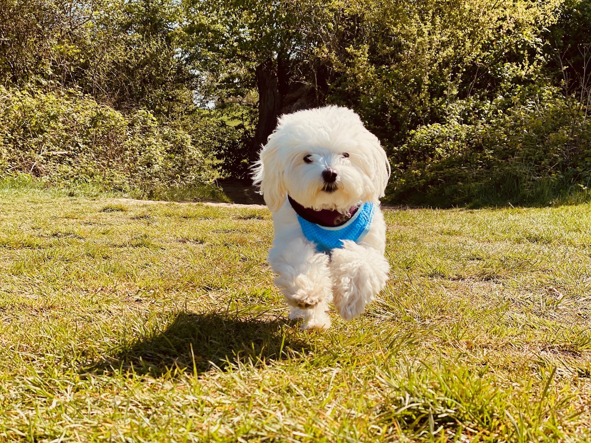 Dogs enjoying a VolPets outing
