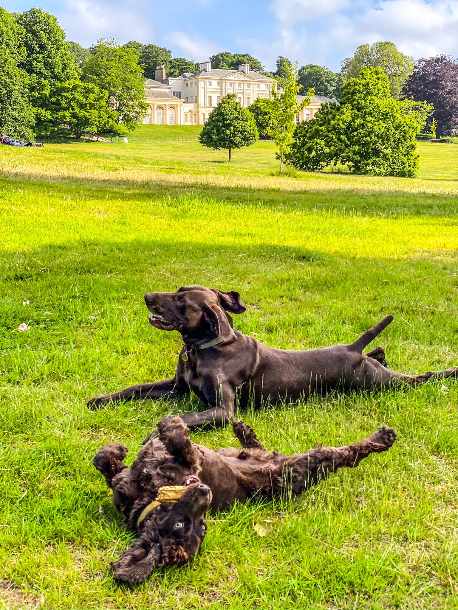 A dog enjoying time outdoors with VolPets