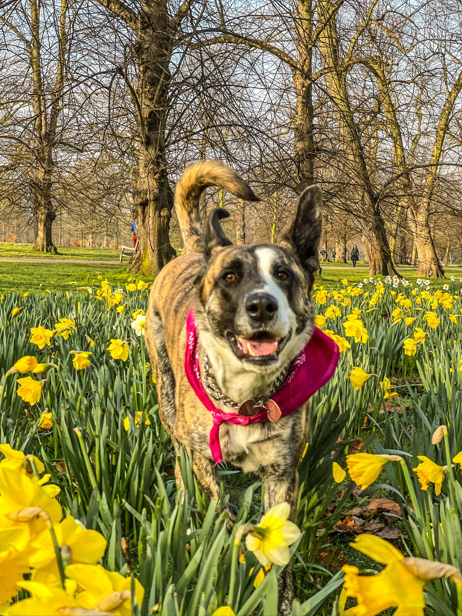 A dog on a calm VolPets walk