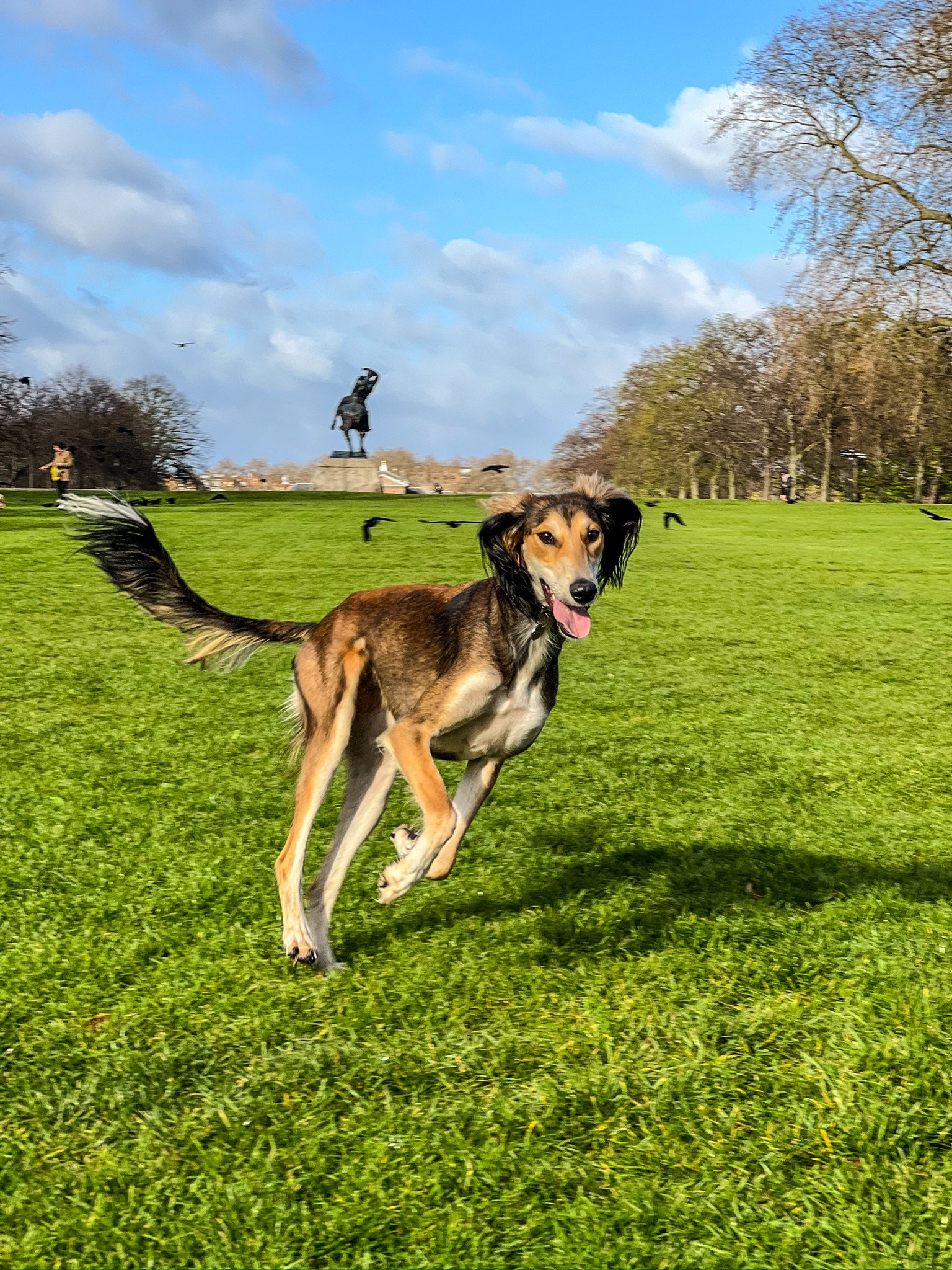 A dog outdoors with VolPets