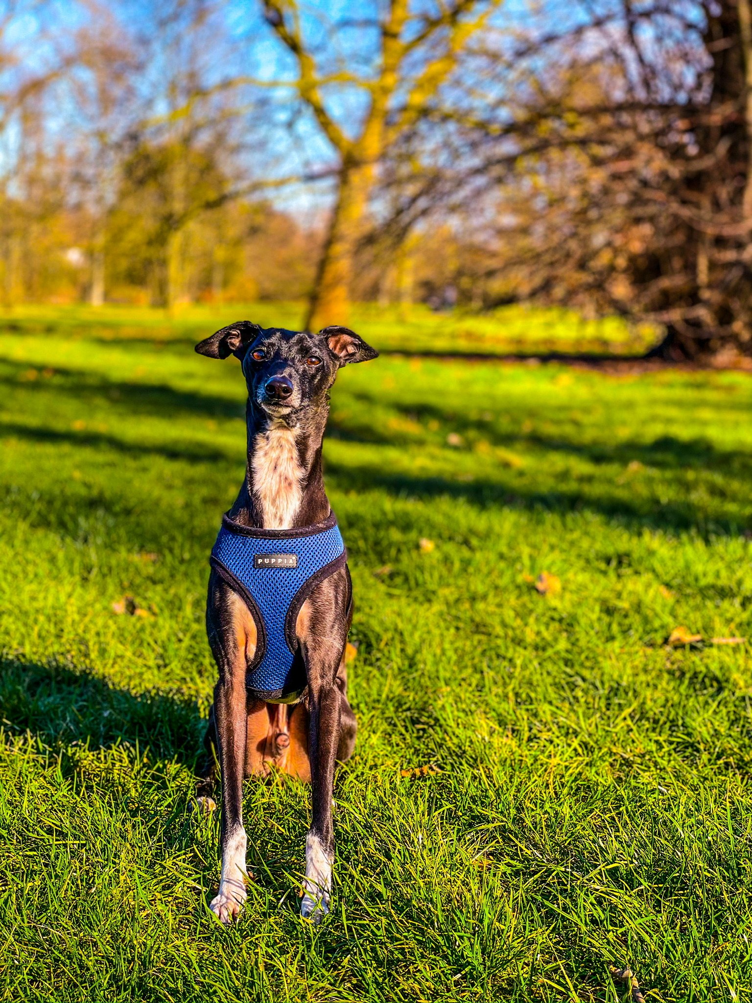 A happy dog on a structured walk