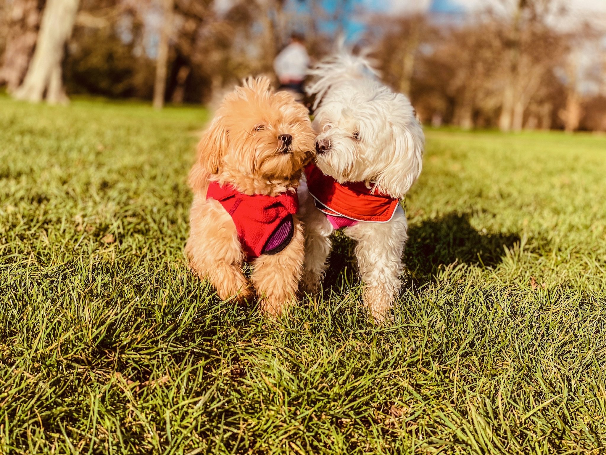 Two small dogs enjoying the sunshine together