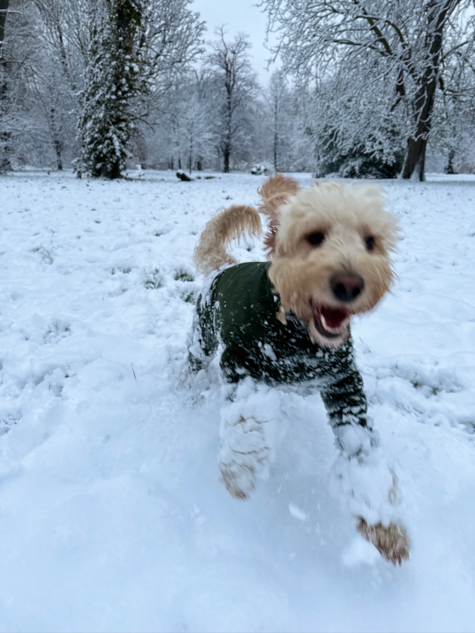 A dog spending the day with VolPets