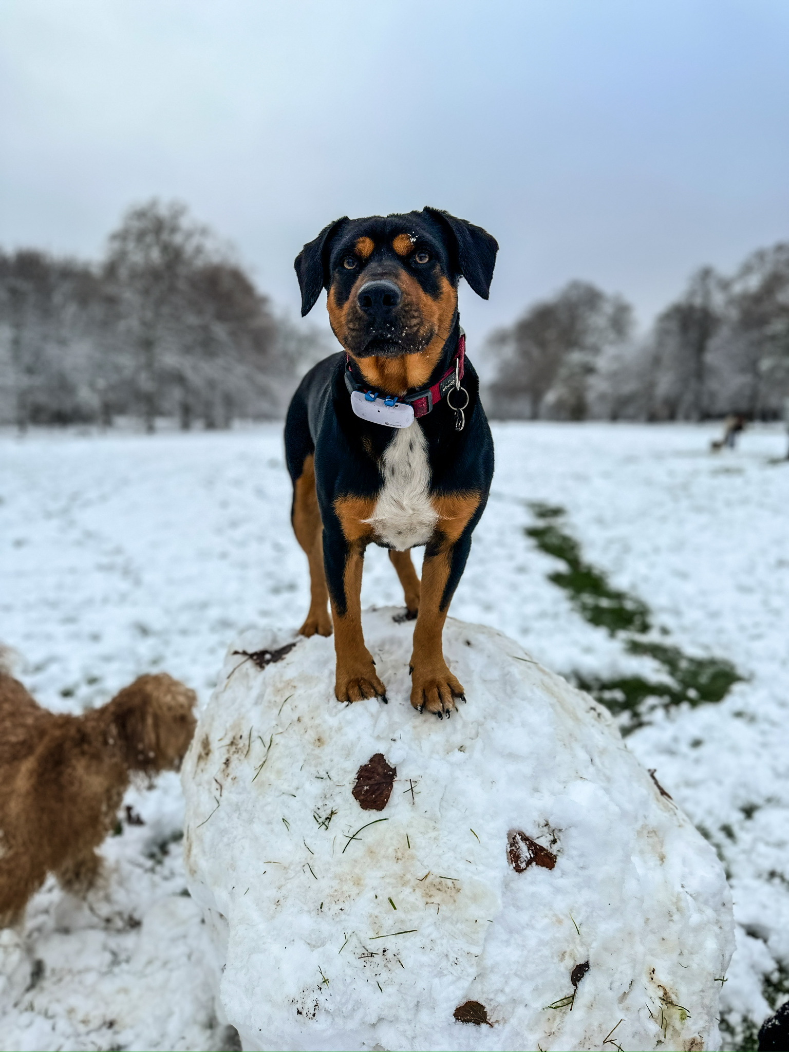A dog on a trusted daily routine