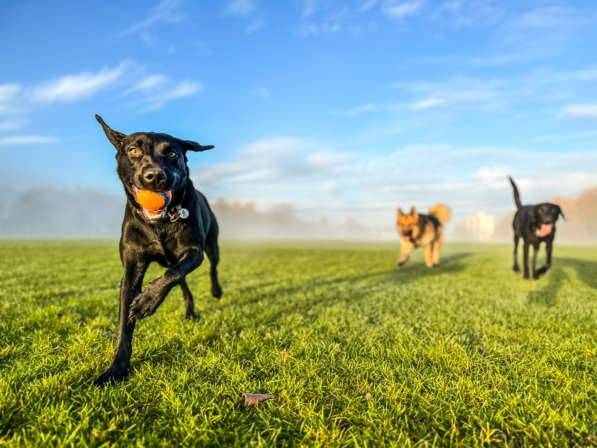 Dogs enjoying a wide open park