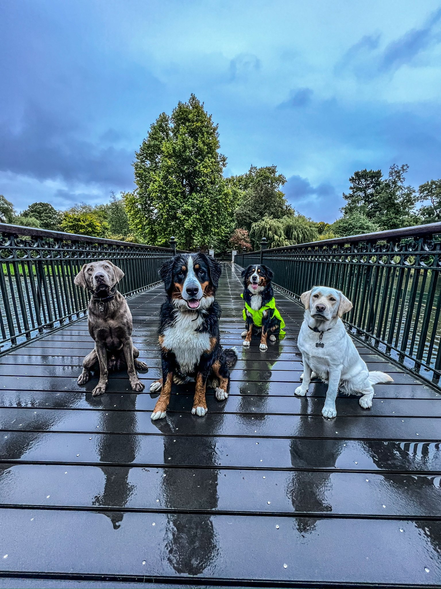 A dog in the care of VolPets
