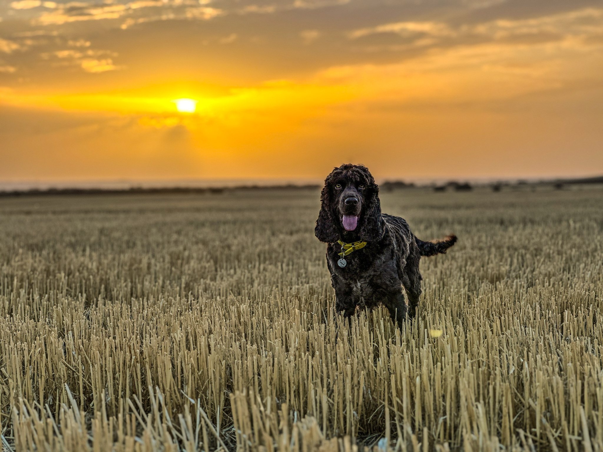 A Volpets dog in the warm evening light