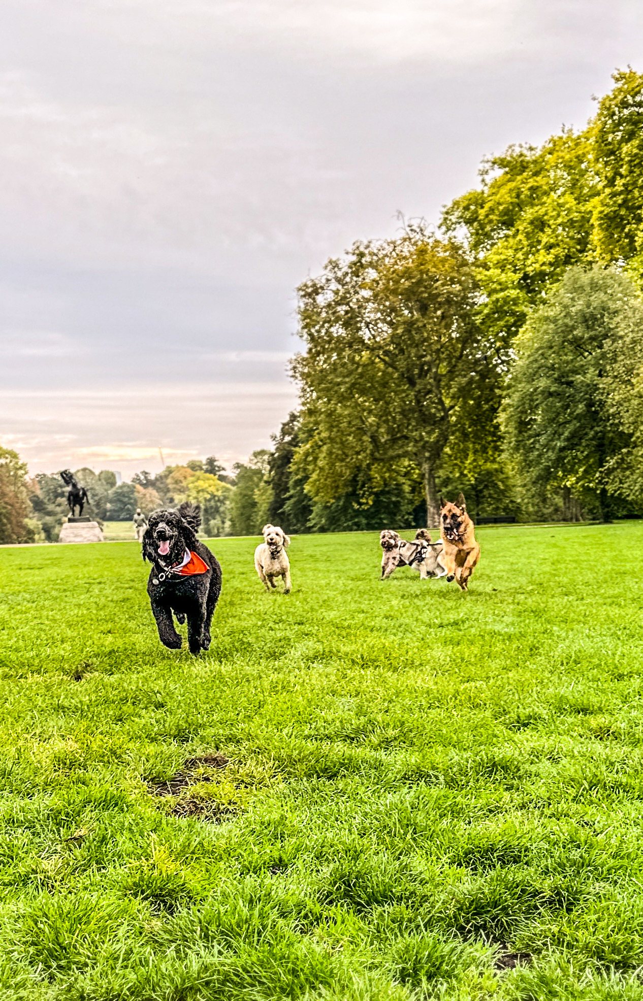A dog exploring with the VolPets pack