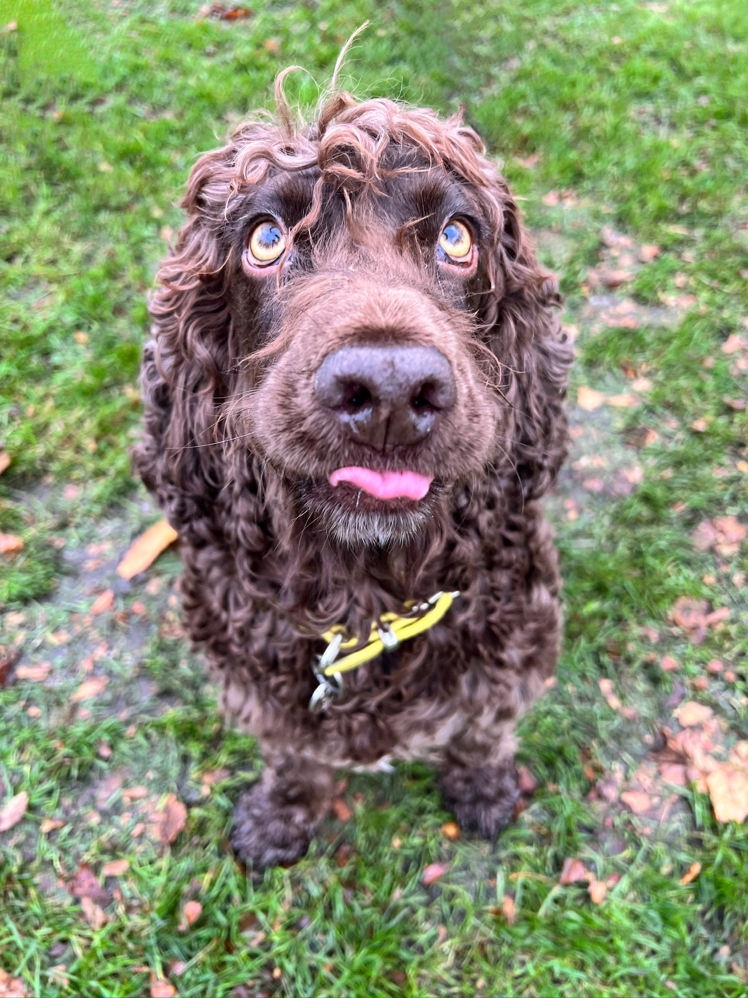 A dog relaxing during a VolPets outing