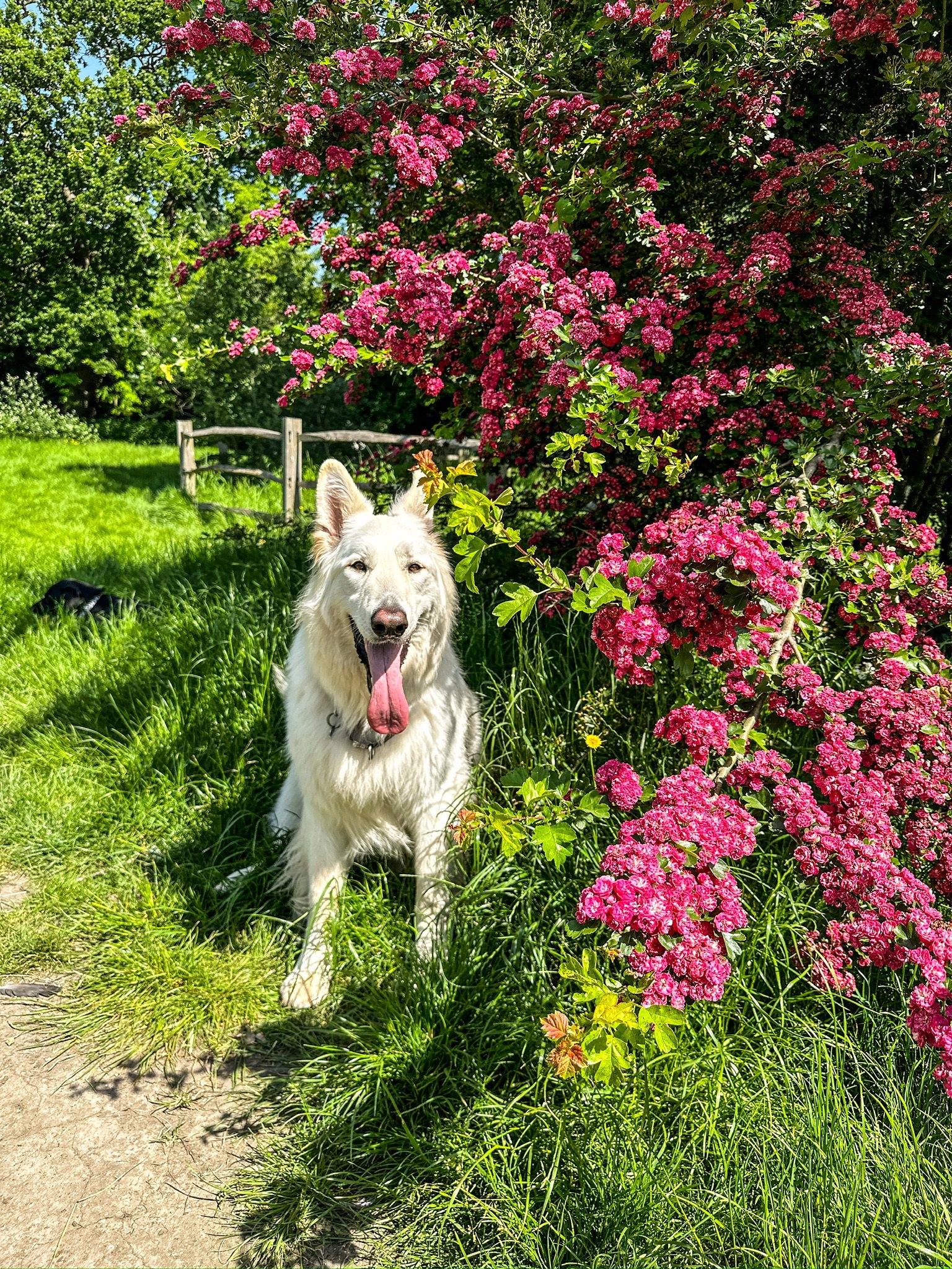 A dog enjoying a peaceful park walk