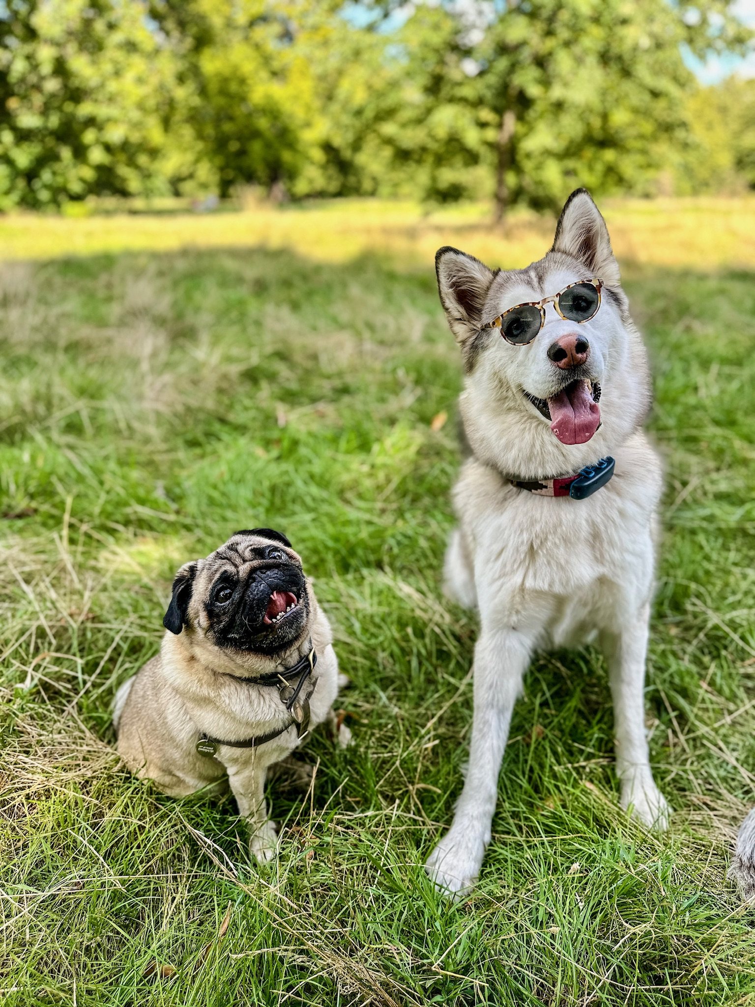 A VolPets dog wearing sunglasses