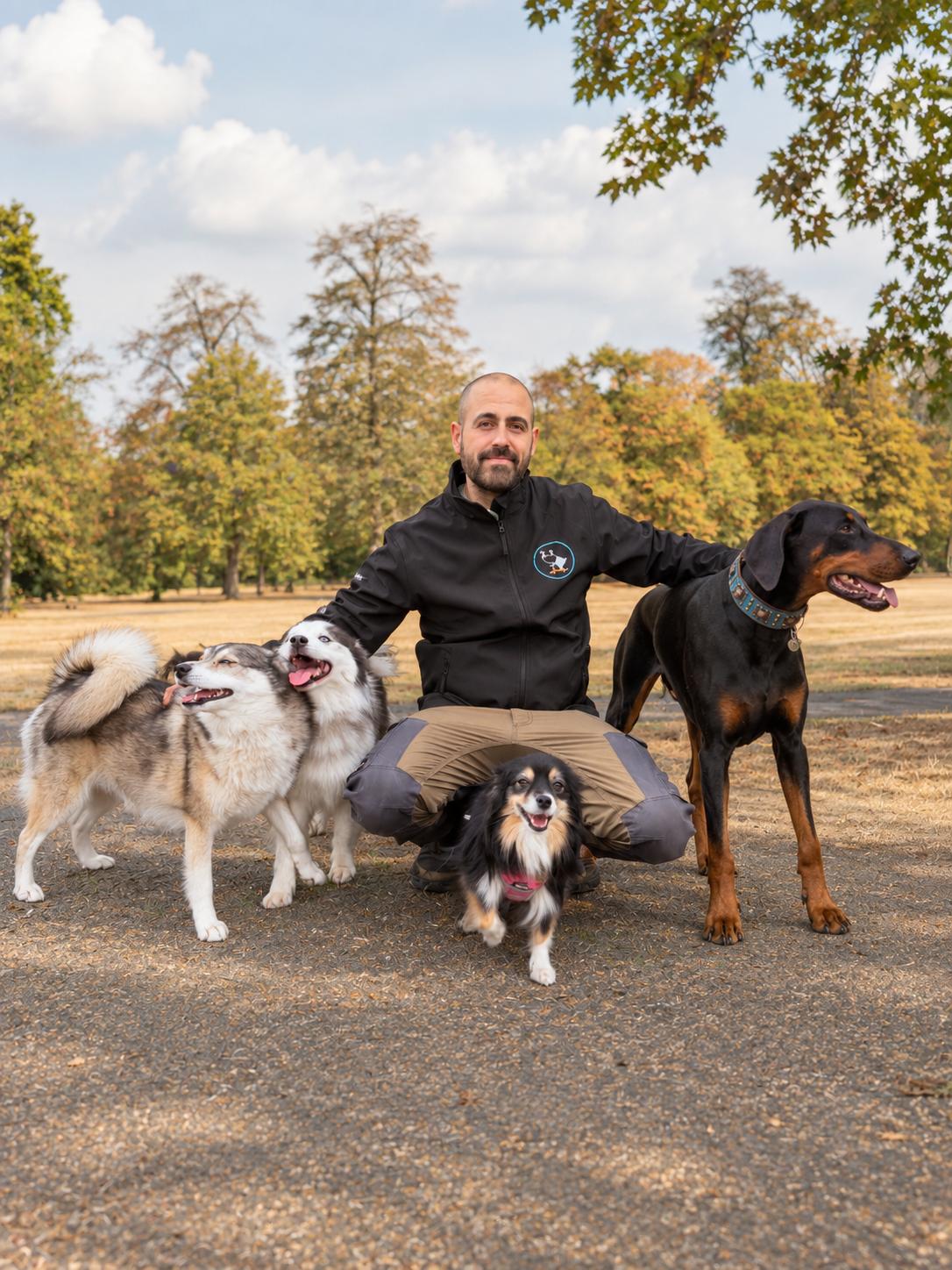 Four happy Volpets dogs together in the park