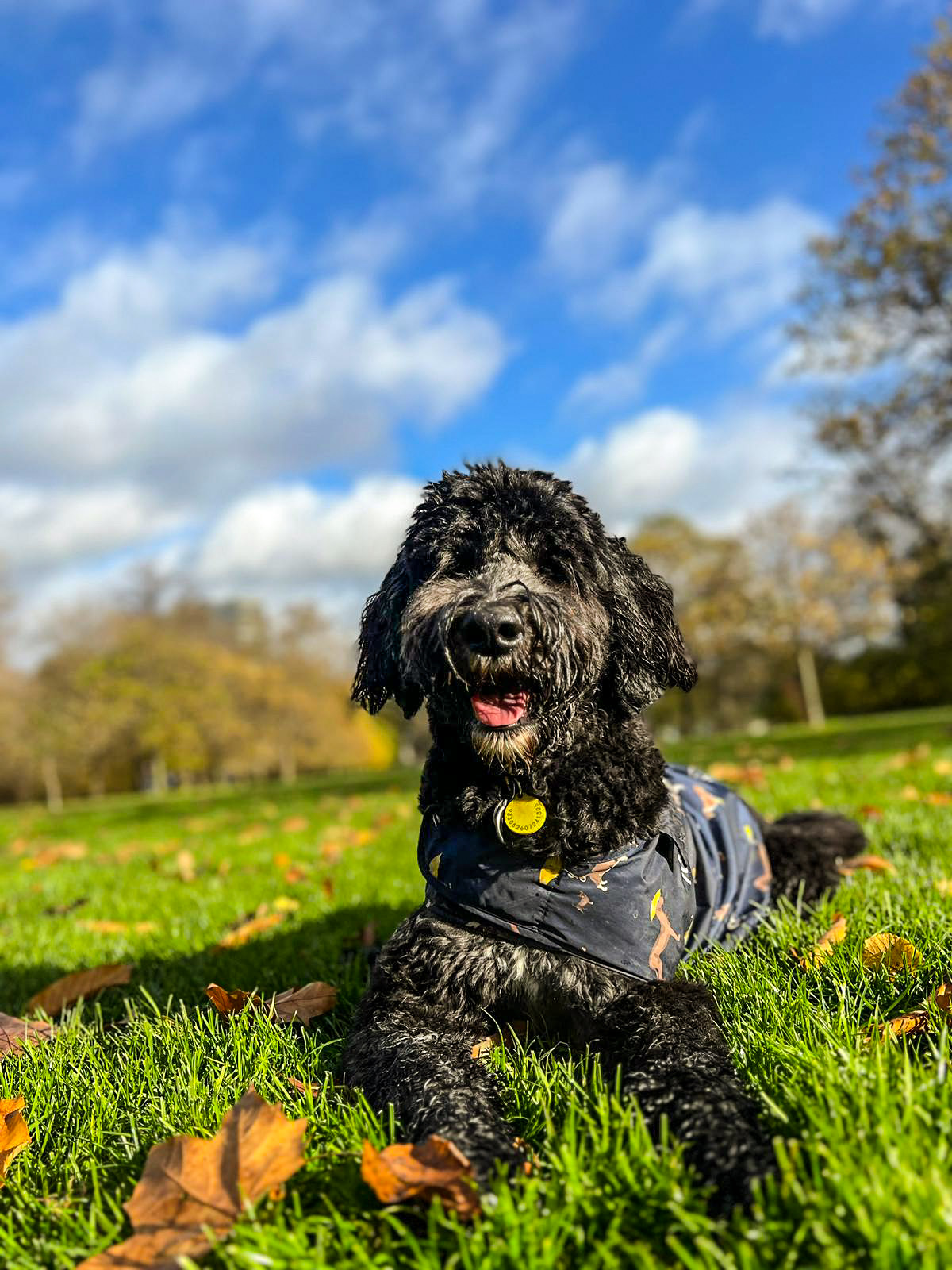 A black dog in the VolPets pack