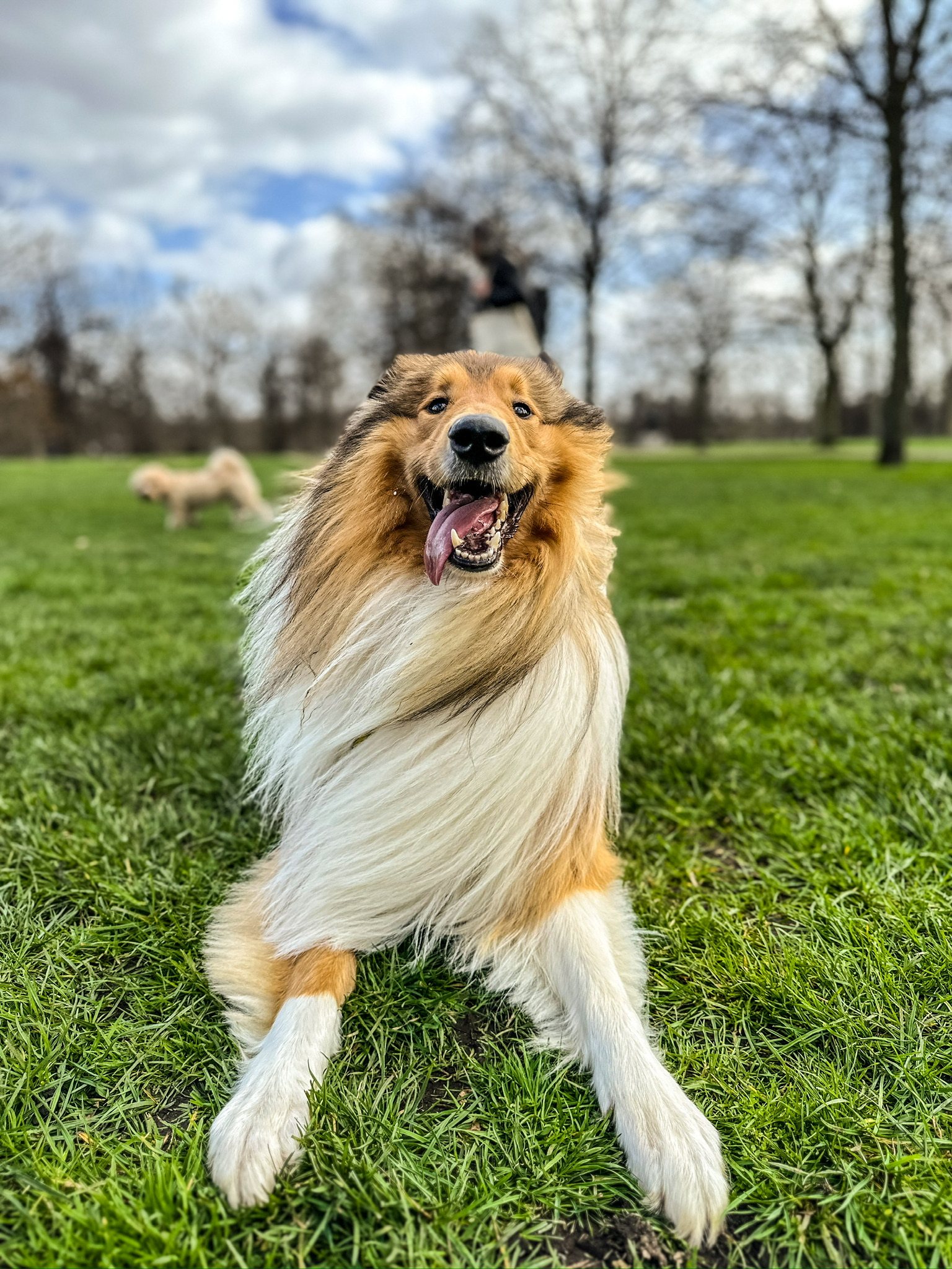 A dog enjoying attentive private care