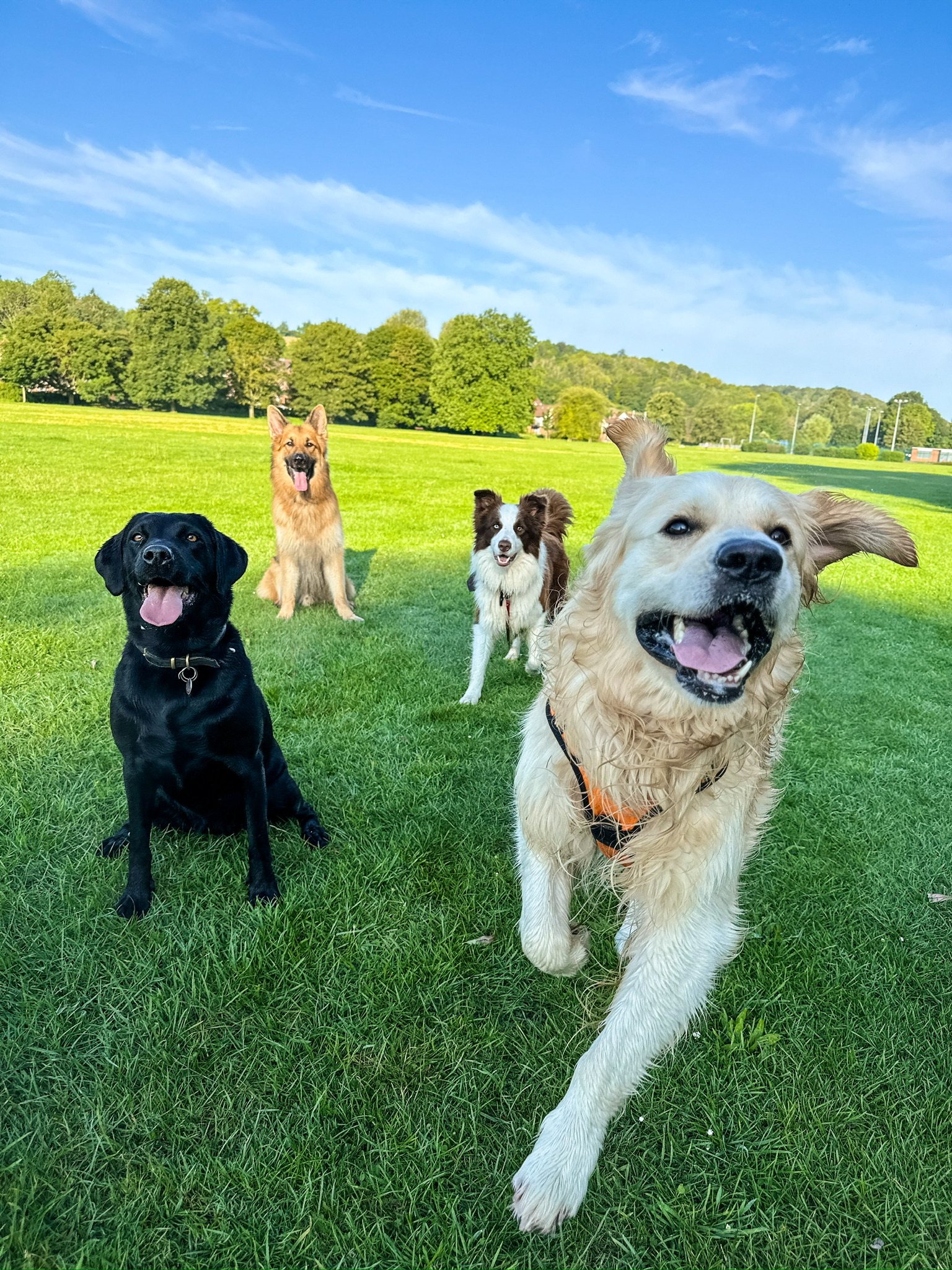A dog enjoying an outing with VolPets