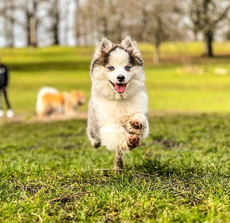 A small dog in the VolPets community