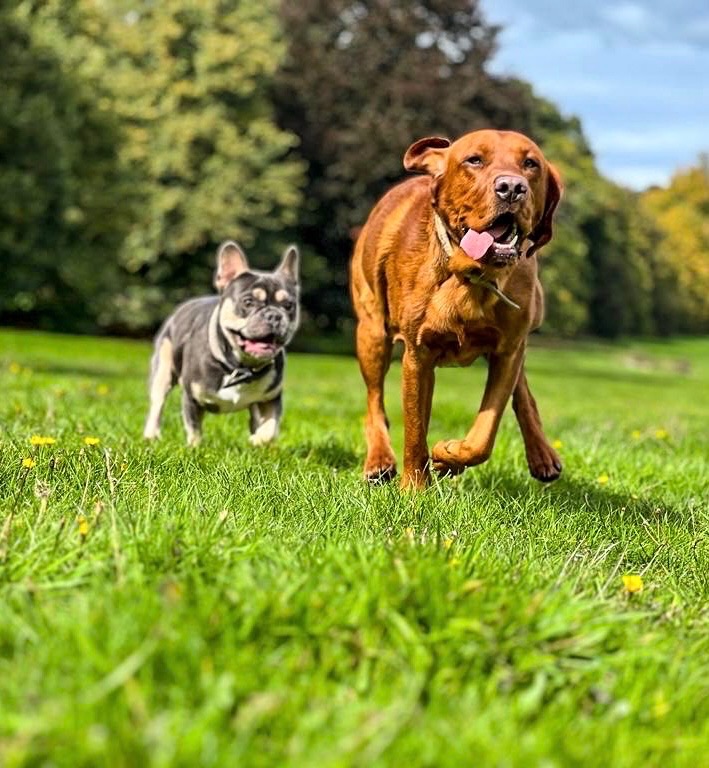Two dogs spending time together