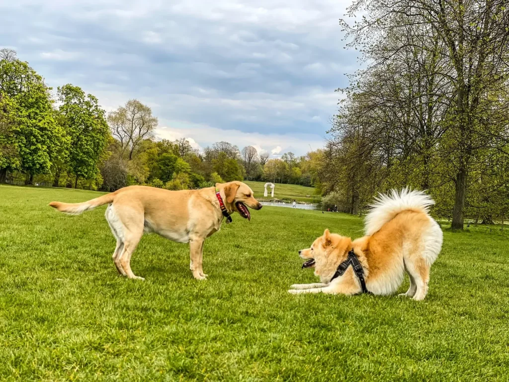 Two dogs playing in park