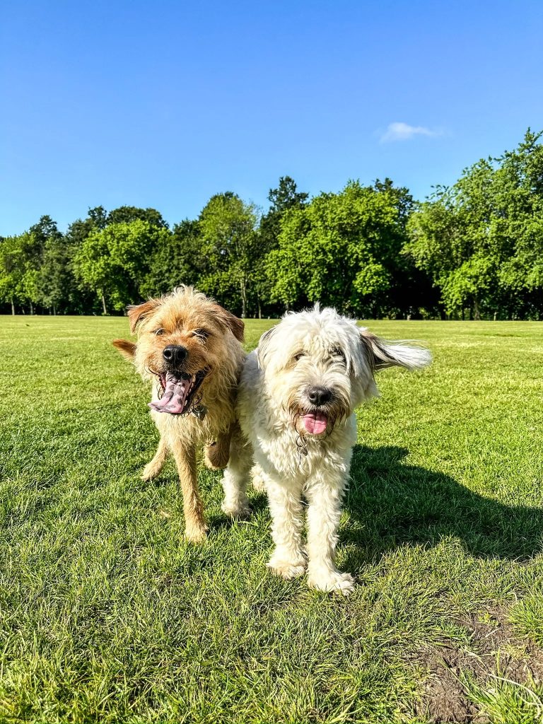 Two happy dogs in grass