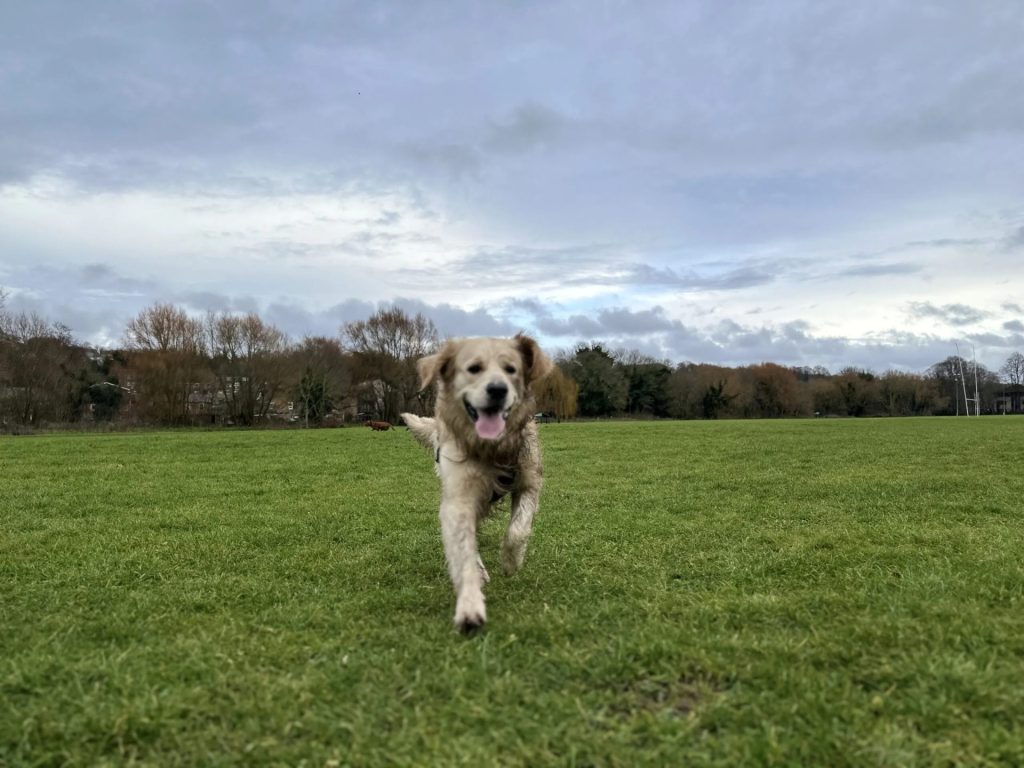 Running dog in grassy field