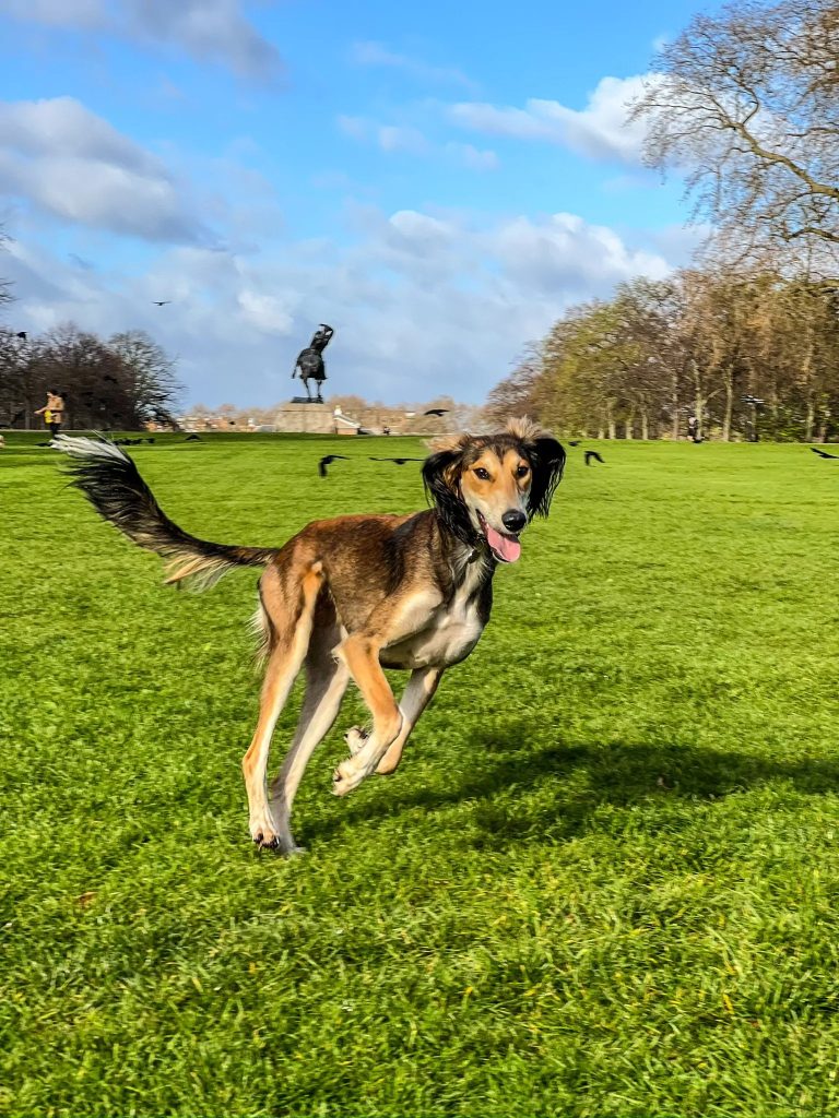 Running dog in green park