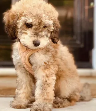 Fluffy puppy sitting quietly