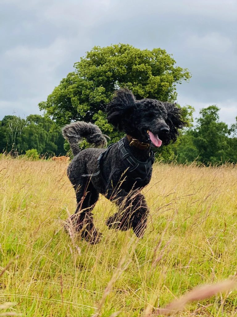 Black poodle running in field