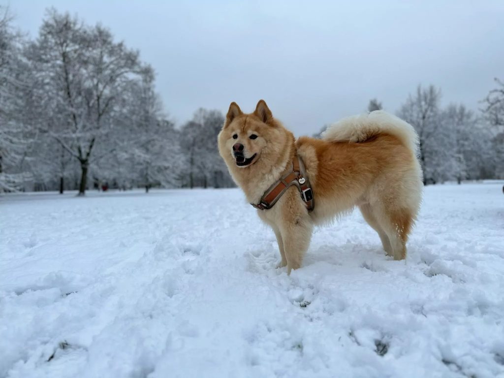 Dog standing in snowy landscape