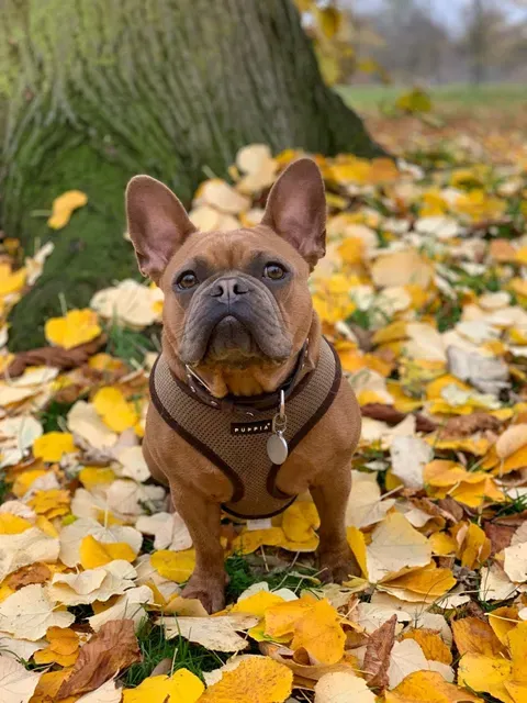 Brown dog in autumn leaves