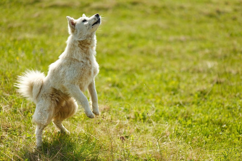 dog, trick, pet, animal, bounce, rack