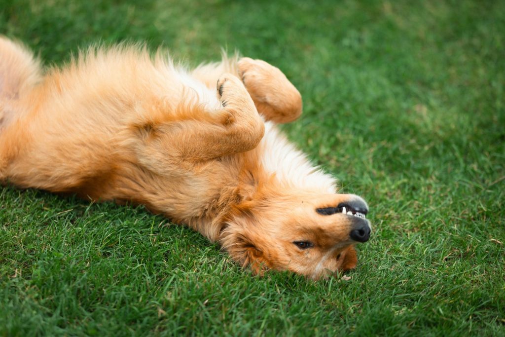 a dog rolling around on its back in the grass