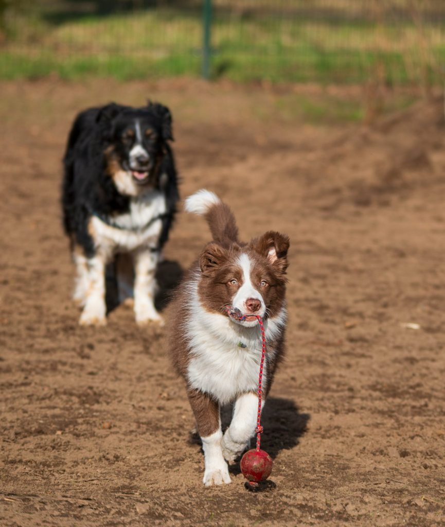 Two dogs playing with a ball in a dirt field.